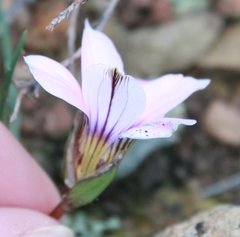 Romulea atrandra atrandra