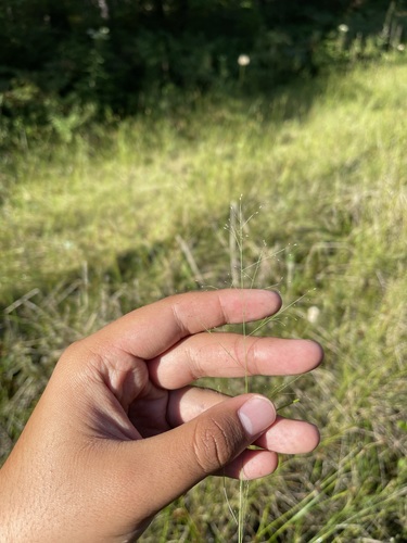 Image of Muhlenbergia uniflora by (c) Brandon Corder, some rights reserved (CC BY)