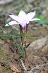 Romulea atrandra atrandra