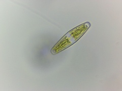 Closterium navicula