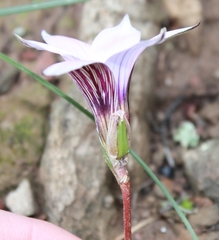 Romulea atrandra atrandra