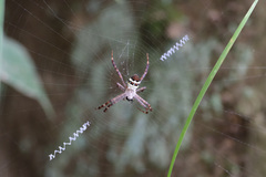 Argiope minuta