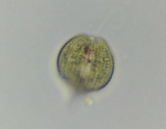 Phacus monilatus suecicus