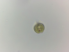 Phacus monilatus suecicus