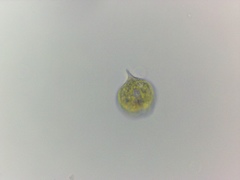 Phacus monilatus suecicus