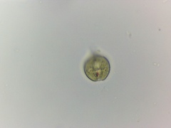 Phacus monilatus suecicus