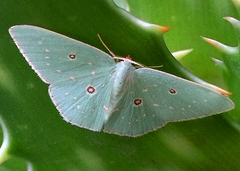 Comostola subtiliaria