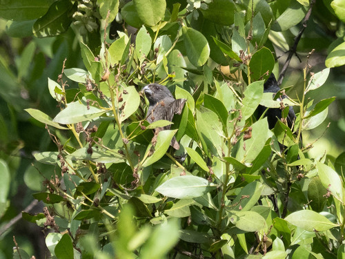 Grand Cayman Bullfinch (Melopyrrha taylori), photo 6