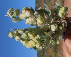 Atriplex lindleyi inflata