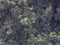 Magnolia mindoensis