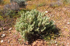 Atriplex lindleyi inflata