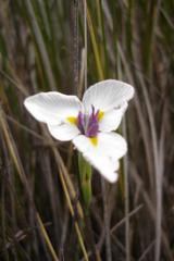 Moraea modesta