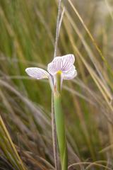 Moraea modesta