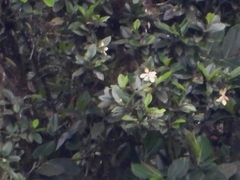 Magnolia mindoensis