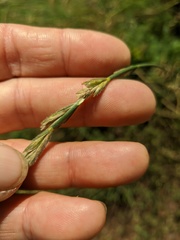 Thinopyrum intermedium barbulatum