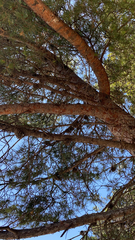 Pinus halepensis