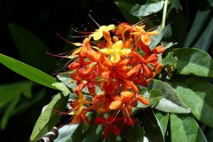 Saraca indica