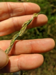 Thinopyrum intermedium barbulatum