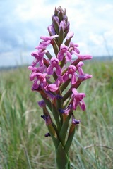 Disa stachyoides