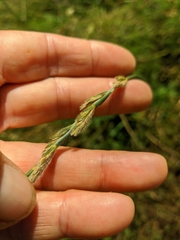 Thinopyrum intermedium barbulatum