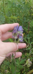Aconitum volubile