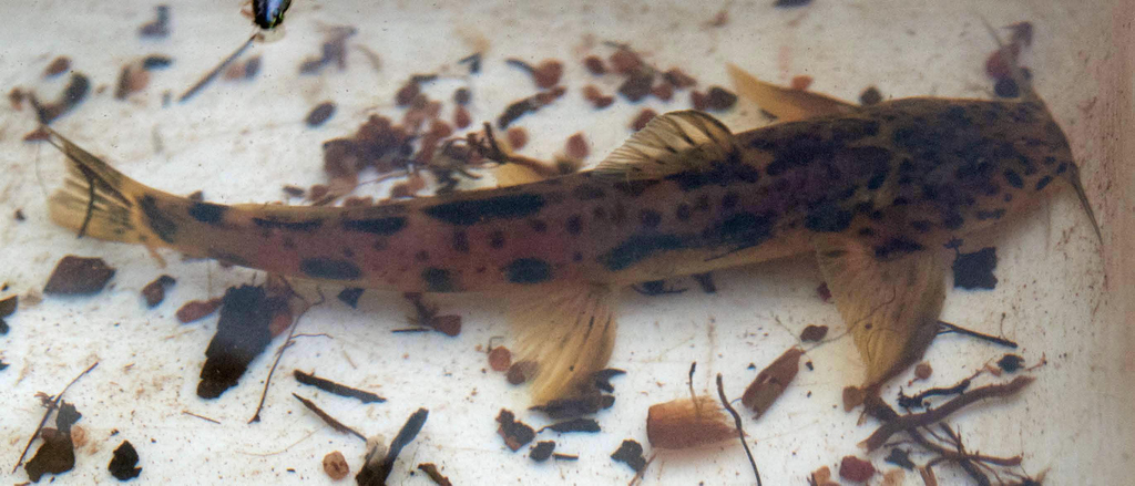 Natal Mountain Catfish
