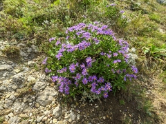 Aster amellus bessarabicus