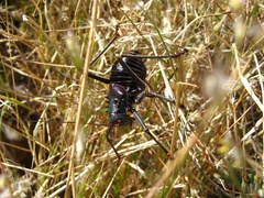 Acanthoplus discoidalis