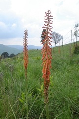 Kniphofia laxiflora