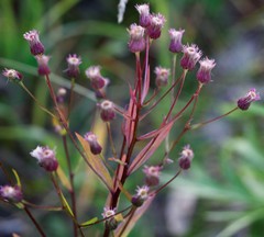 Erigeron acris kamtschaticus