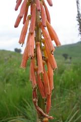 Kniphofia laxiflora