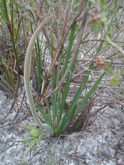 Babiana ringens australis