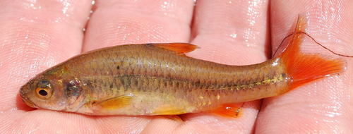 Roodoog-barbeel (Enteromius gurneyi) — Cyprinidae — 3
