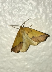 Hemeroplanis scopulepes