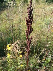 Rumex pseudonatronatus