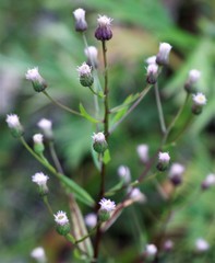 Erigeron acris kamtschaticus