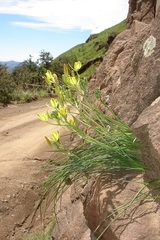 Albuca rupestris