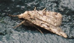 Anaplectoides pressus