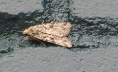 Anaplectoides pressus