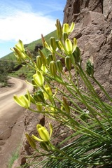 Albuca rupestris