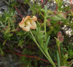 Hermannia pinnata