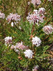 Serruria pedunculata