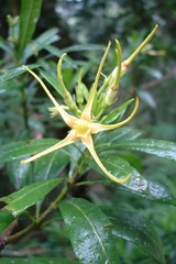 Strophanthus speciosus