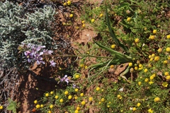Cyanella orchidiformis