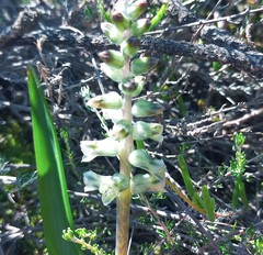 Lachenalia perryae