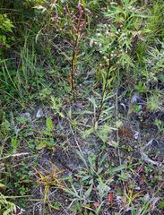 Erigeron acris kamtschaticus