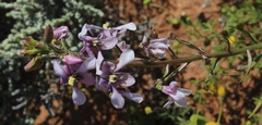 Cyanella orchidiformis