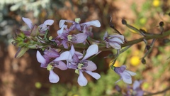 Cyanella orchidiformis