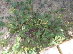 Hermannia scordifolia