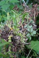 Polystachya ottoniana